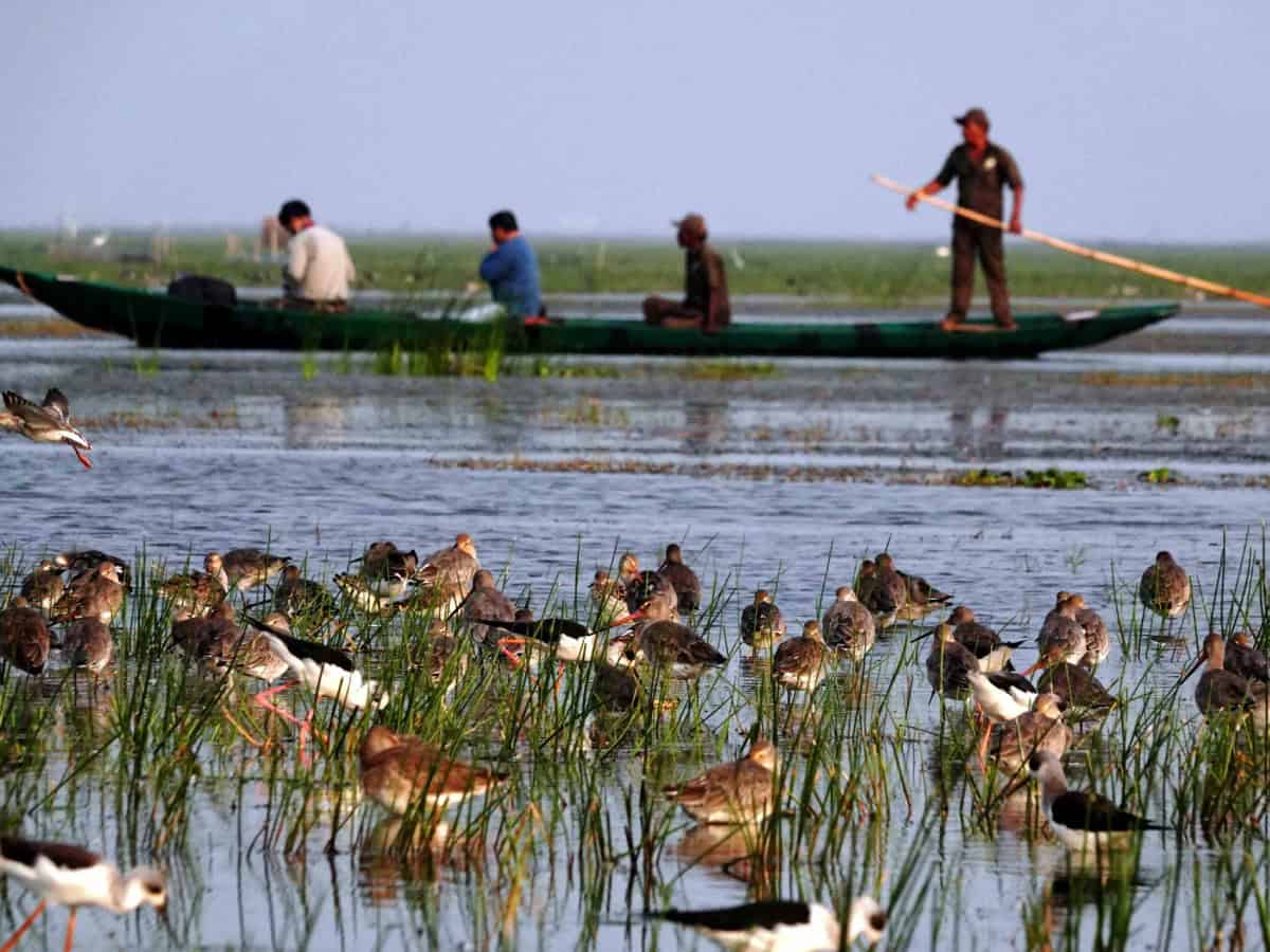 Photographers and birdwatchers take boat safaris regularly at Mangalajodi wetlands in Chilika lake lagoon to capture special shots of water birds. [N Shiva Kumar]