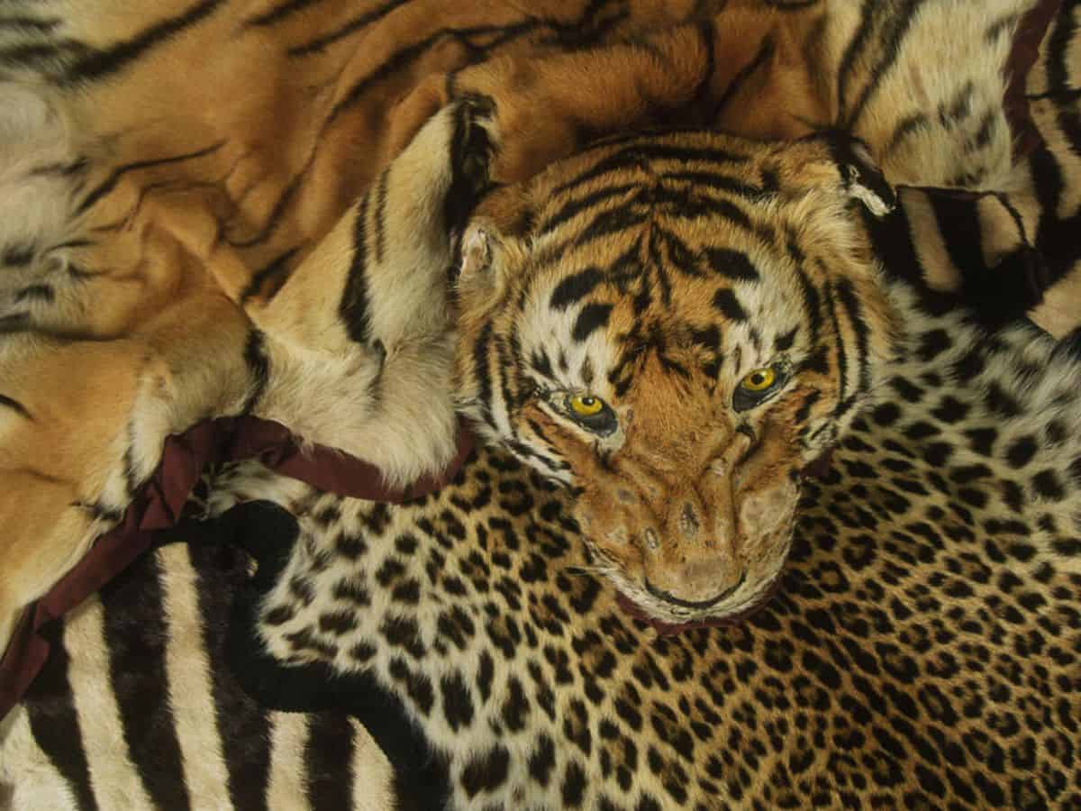 16 suspected poachers taken into custody.