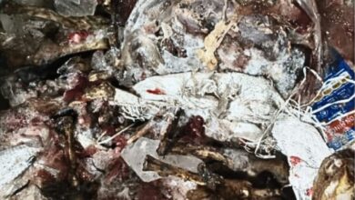 Rotten bheja, gurde, other offal seized in Dabeerpura