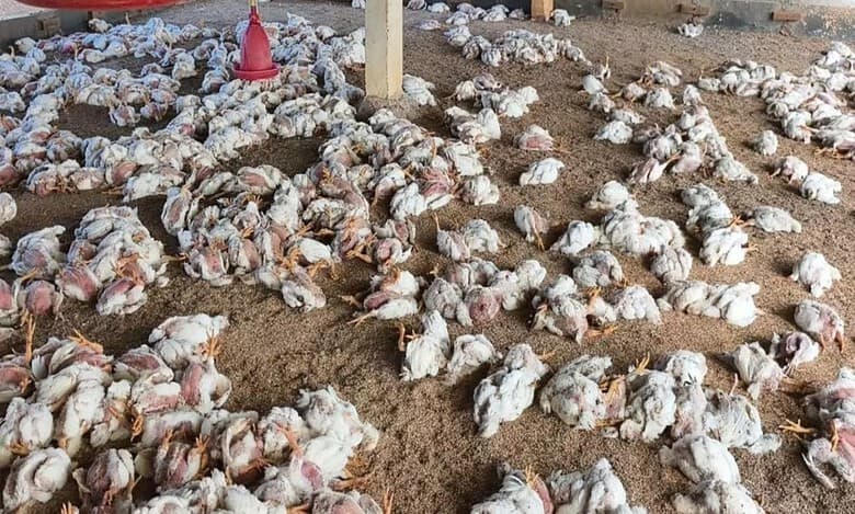 Bird flu outbreak in Telangana's Medak, Sangareddy