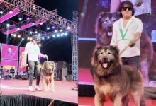 World's most expensive dog sold for Rs 50 crore, check details