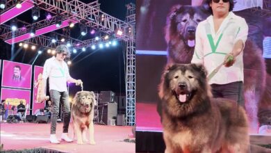 World's most expensive dog sold for Rs 50 crore, check details