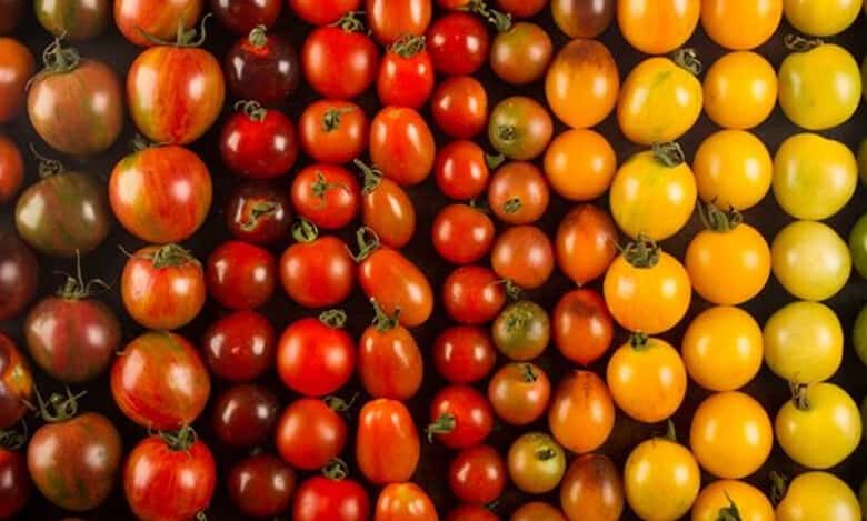 Horticultural scientists say that tomato varieties that can withstand viruses, pests, heat and give higher yields available now.