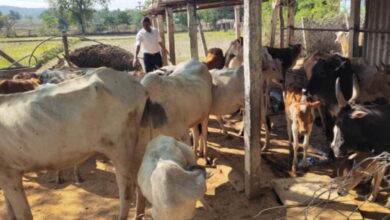 ‘Run for Gomatha’ fundraiser by Maheshwaram Charitable Trust on March 16