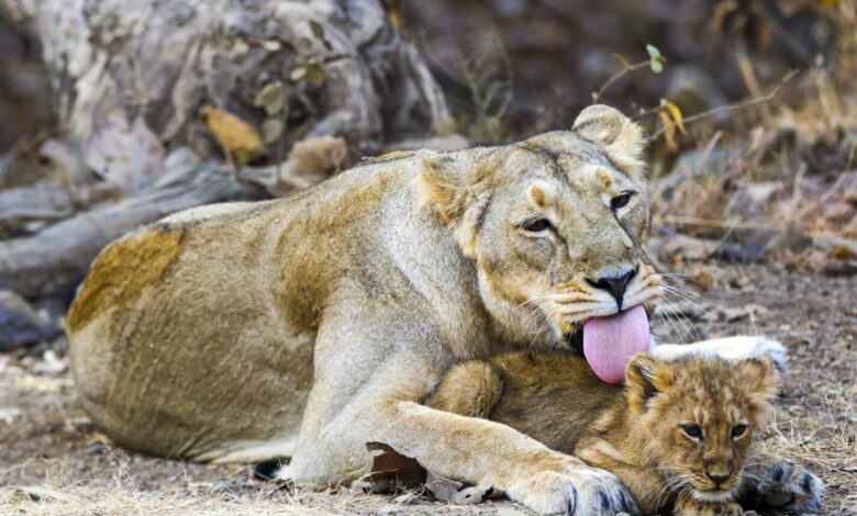 286 Asiatic lions, 456 leopards died in Gujarat in two years: Minister