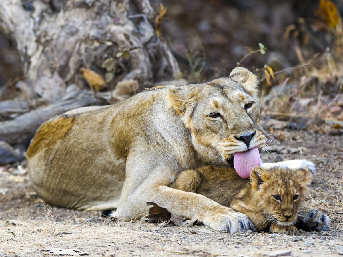 286 Asiatic lions, 456 leopards died in Gujarat in two years: Minister
