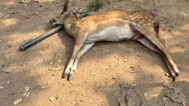 Stray dogs kill deer at Vikarbad