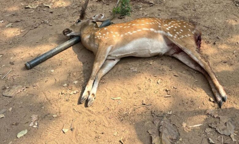 Stray dogs kill deer at Vikarbad