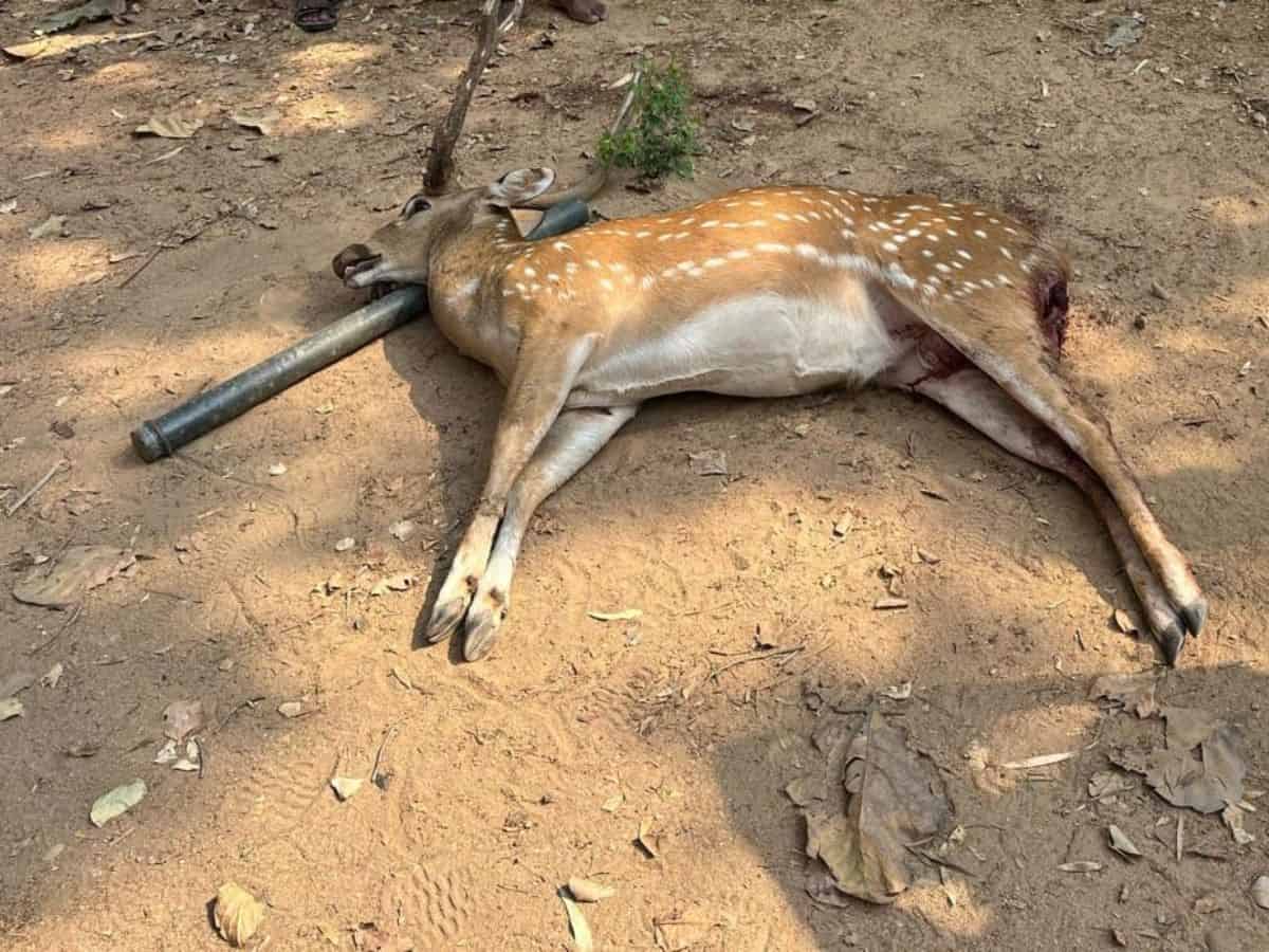 Stray dogs kill deer at Vikarbad