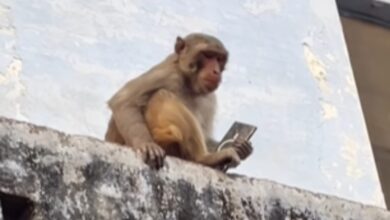Vrindavan monkey snatches Samsung S25 Ultra, trades it for mango drink