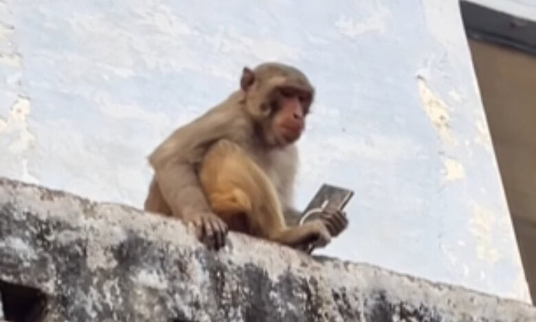 Vrindavan monkey snatches Samsung S25 Ultra, trades it for mango drink