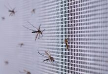 GHMC launches 'Fogging on Request' feature for mosquito control in Hyderabad