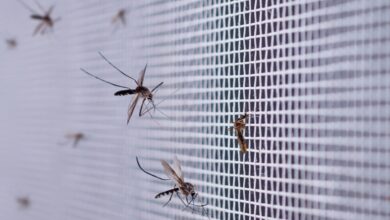 GHMC launches 'Fogging on Request' feature for mosquito control in Hyderabad