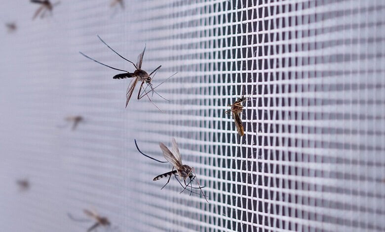 GHMC launches 'Fogging on Request' feature for mosquito control in Hyderabad