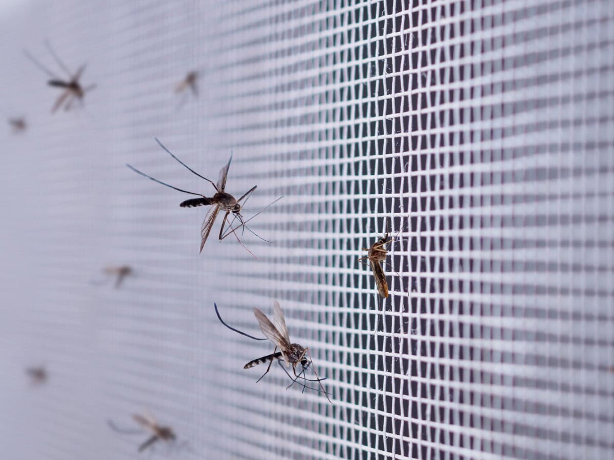 GHMC launches 'Fogging on Request' feature for mosquito control in Hyderabad