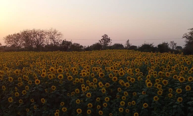Sunflower farmers lose out on MSP in Siddipet market yard because of unavailability of gunny bags.