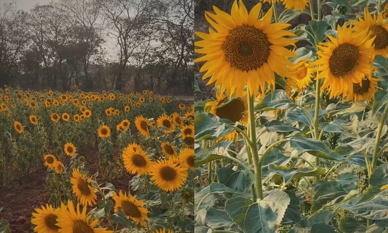 Viral: Sunflower field near Hyderabad is the new must-visit spot
