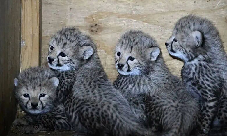 Cheetah Cubs