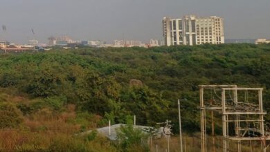 SC orders interim stay on tree felling at Kancha Gachibowli land