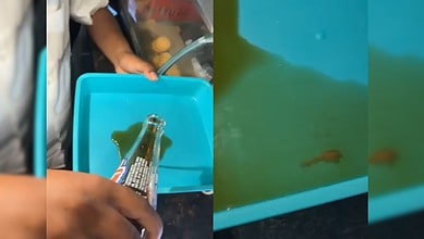 A cool drink being poured into another container to examine remains of lizard in Telangana.