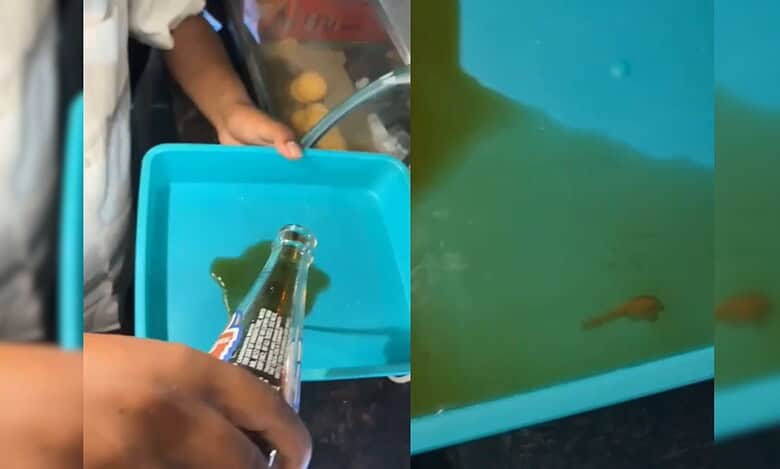 A cool drink being poured into another container to examine remains of lizard in Telangana.