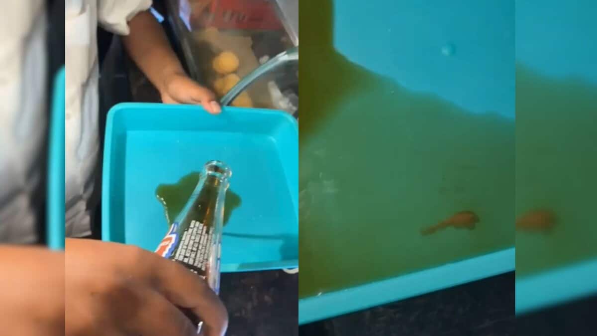 A cool drink being poured into another container to examine remains of lizard in Telangana.