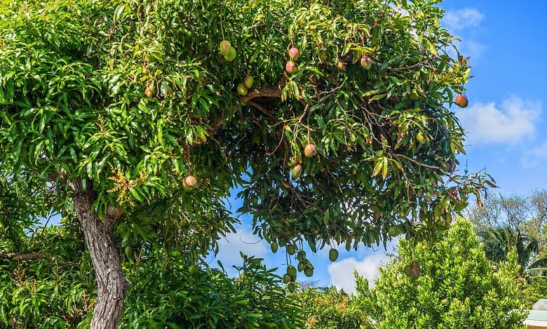 A lush mango tree full of green and ripening mangoes stands tall under a bright blue sky, surrounded by vibrant greenery, symbolizing the peak of tropical summer fruit season.