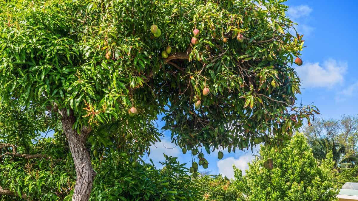 A lush mango tree full of green and ripening mangoes stands tall under a bright blue sky, surrounded by vibrant greenery, symbolizing the peak of tropical summer fruit season.
