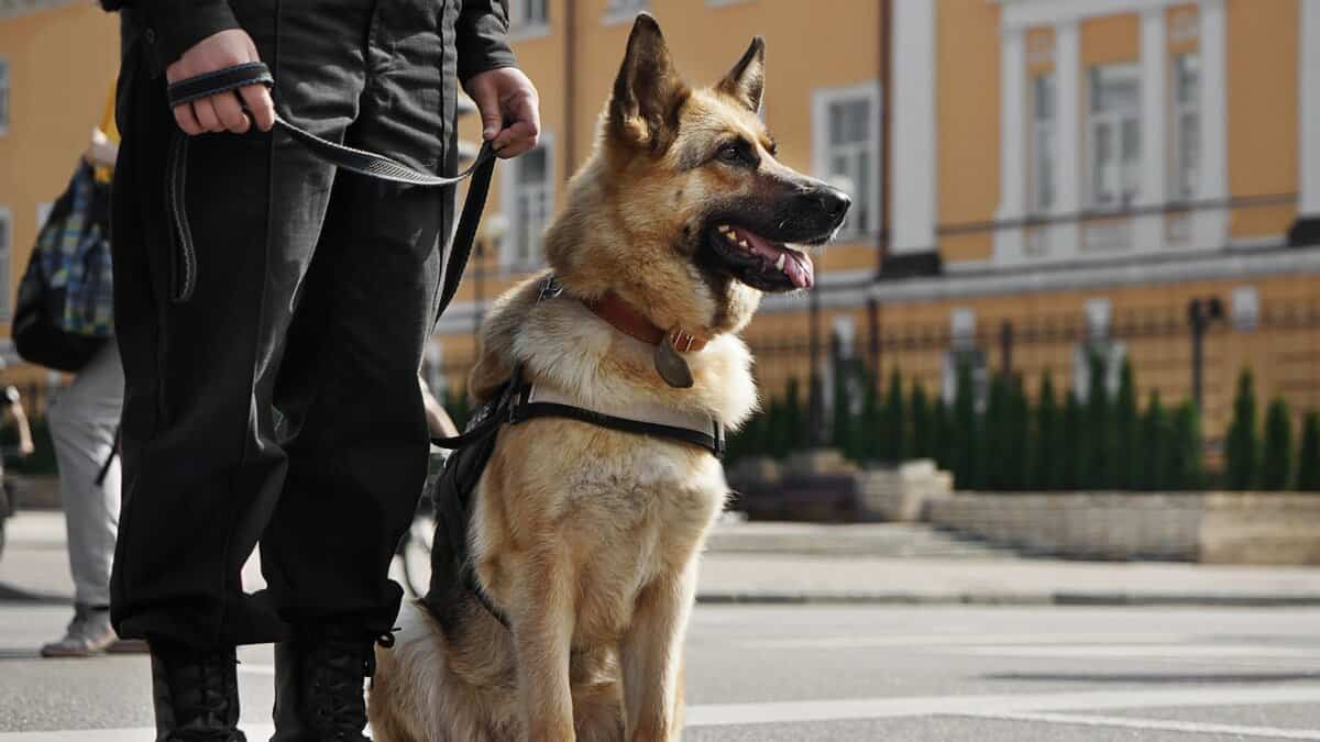 A guard holds the leash of a dog.