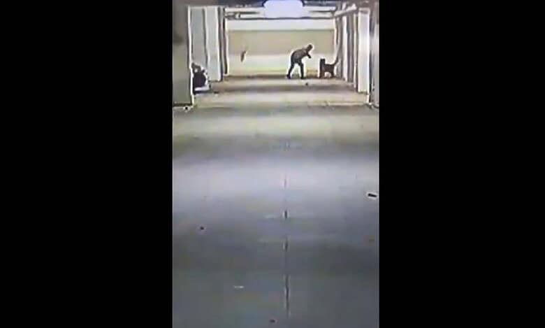 A man throws a puppy inside a building at Macha Bollaram