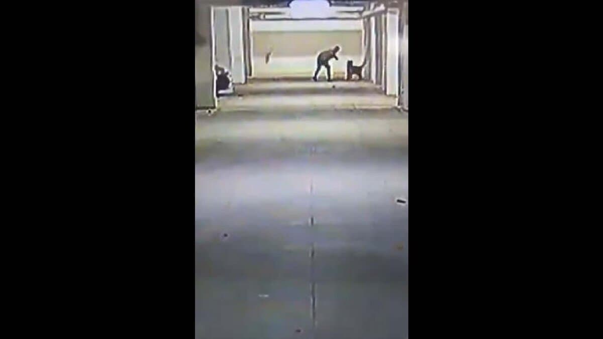 A man throws a puppy inside a building at Macha Bollaram