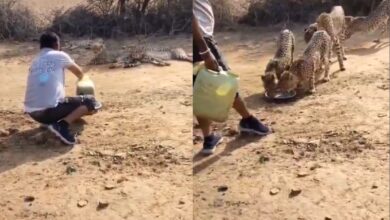 A man offers water to cheetahs at Kuno National Park