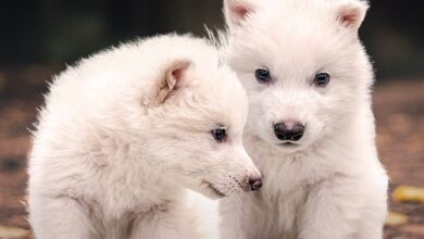 Scientists engineer wolves with traits of 10,000 year extinct Dire Wolves