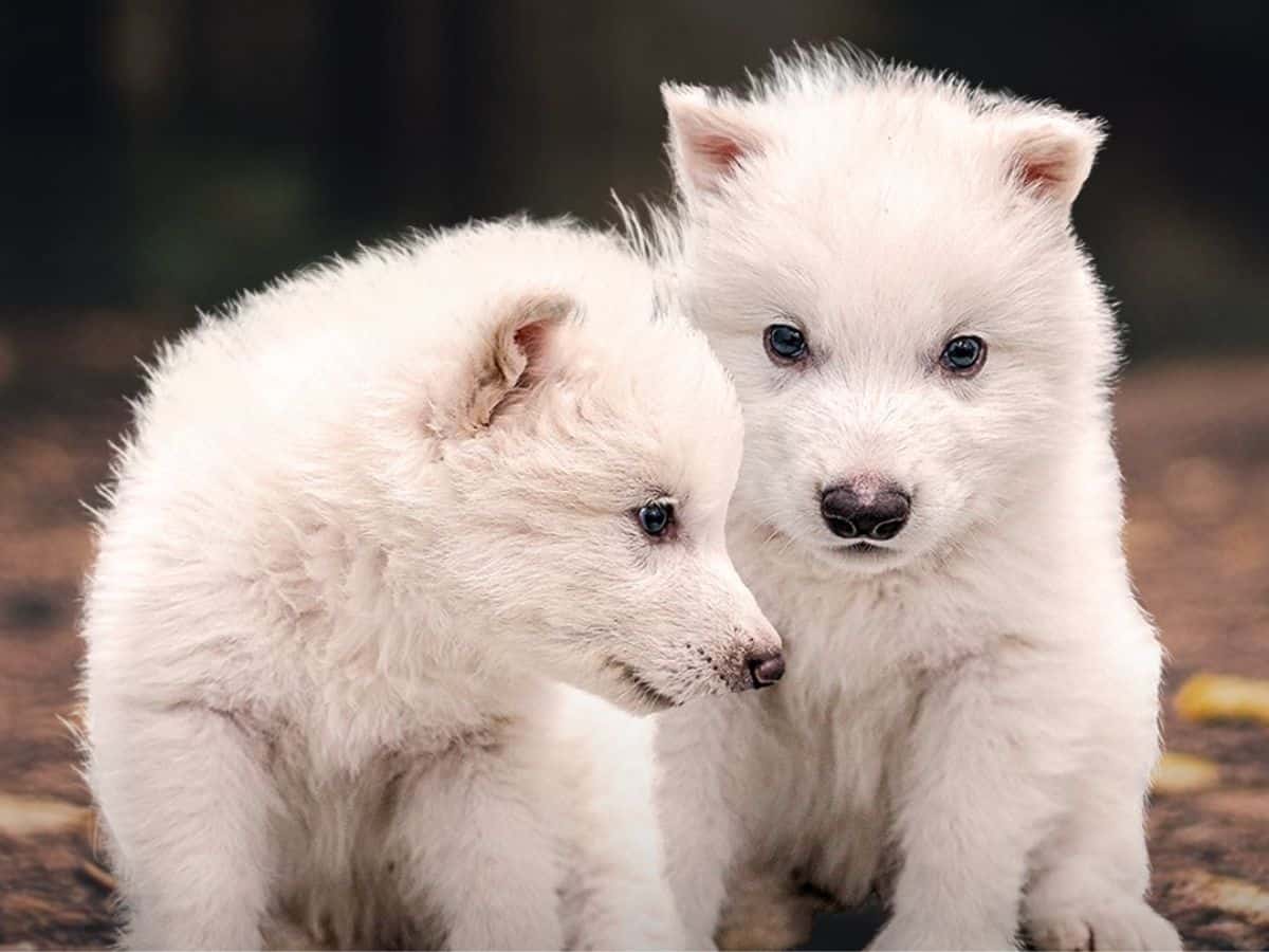 Scientists engineer wolves with traits of 10,000 year extinct Dire Wolves