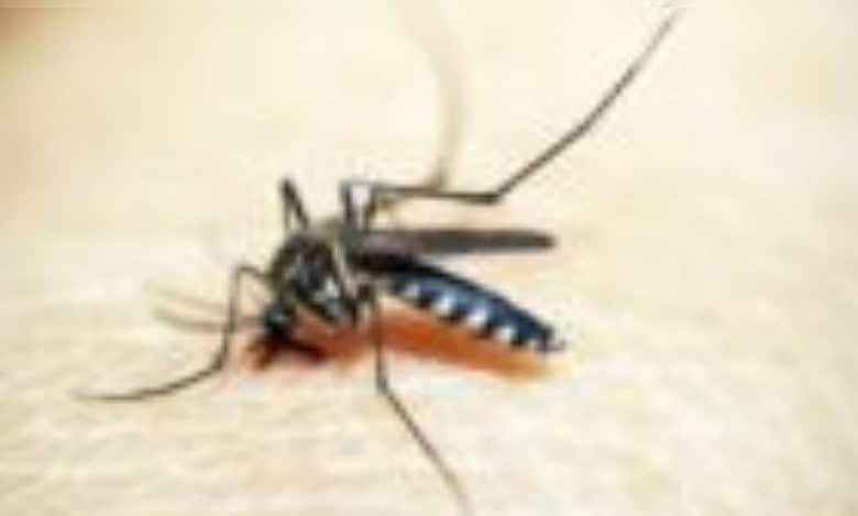 A representational image for Malaria