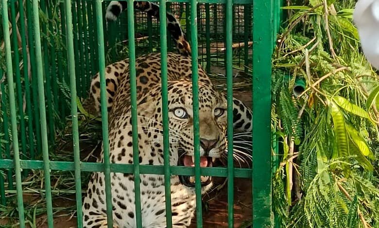 A captured leopard inside a forest department cage at ICRISAT campus near Hyderabad.