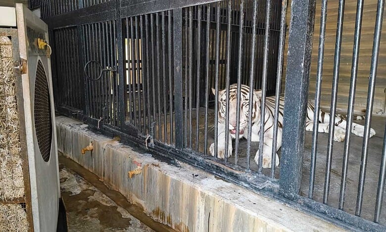 air cooler arranged for white tiger in Hyderabad zoo park.