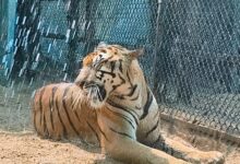 Tiger enjoying sprinkler.