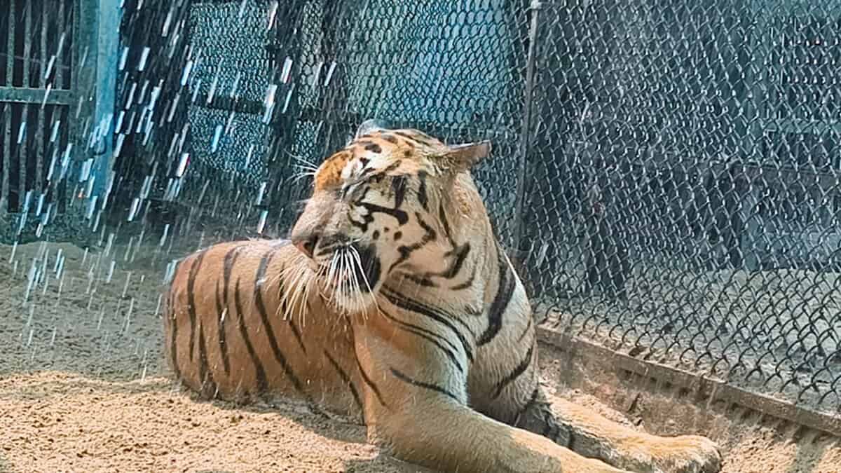 Tiger enjoying sprinkler.
