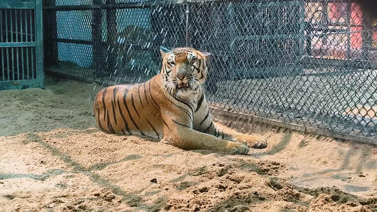 Tiger in the Hyderabad zoo