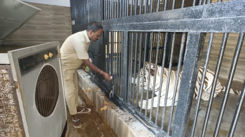 zookeeper feeding tiger