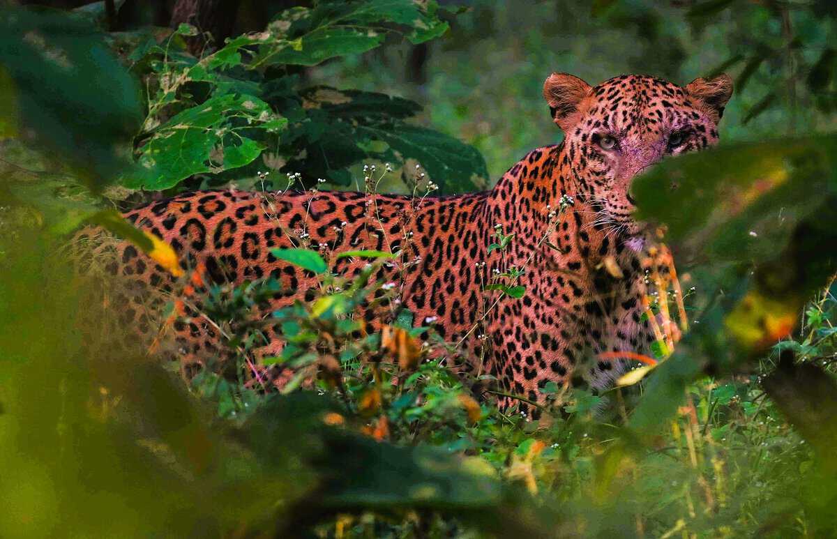 Leopard in the jungle