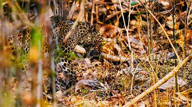 Leopard in between the jungle spotted in Hyderabad