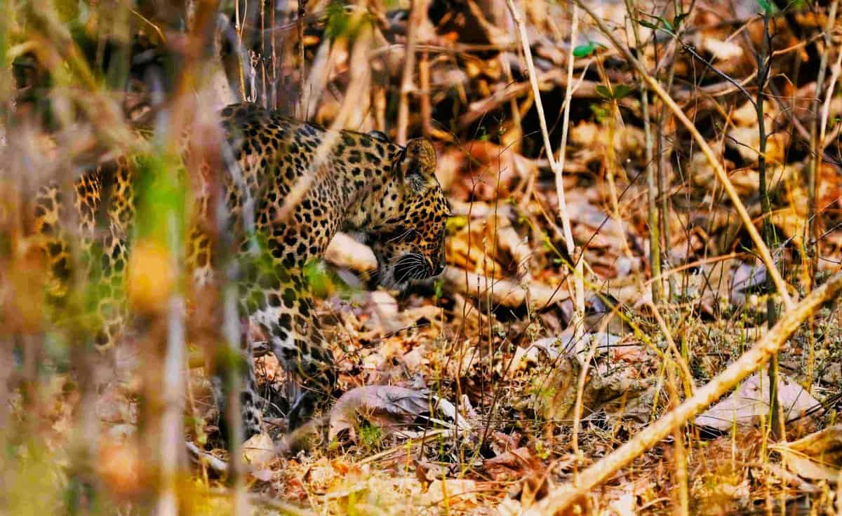 Leopard in between the jungle spotted in Hyderabad