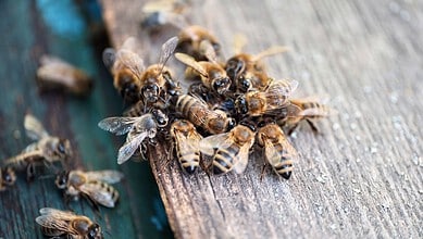 A swarm of bees gathers on a wooden surface, linked to a deadly bee attack at Telangana coal mine.