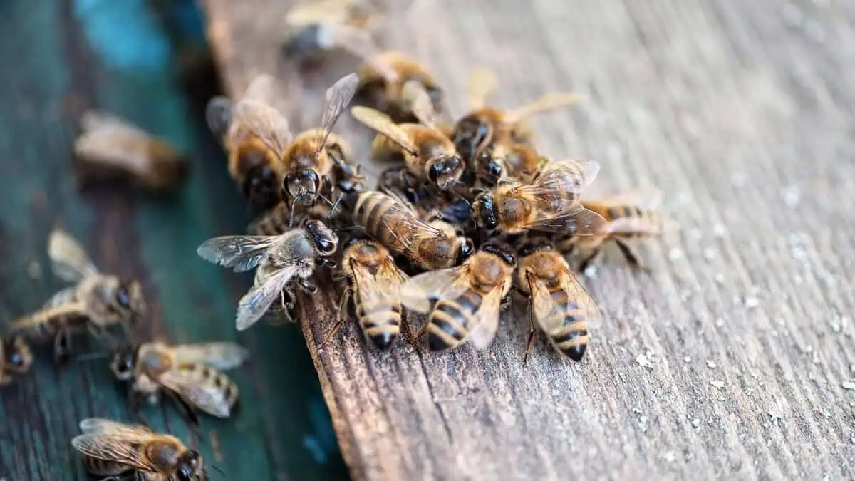 A swarm of bees gathers on a wooden surface, linked to a deadly bee attack at Telangana coal mine.