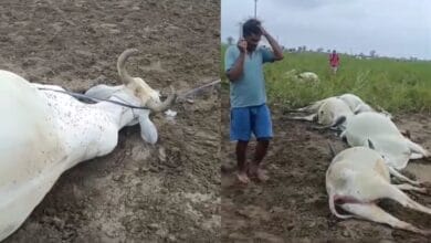 The images show eight bulls electrocuted in Brahmanapally village of Mahadevpur mandal in Jayashankar Bhupalapalli district as 33 KV wire snaps and falls on the field on Thursday, May 22, 2025.