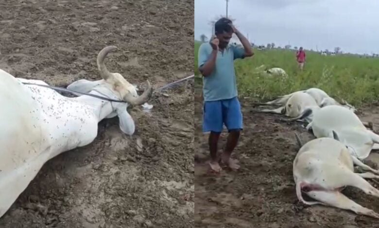 The images show eight bulls electrocuted in Brahmanapally village of Mahadevpur mandal in Jayashankar Bhupalapalli district as 33 KV wire snaps and falls on the field on Thursday, May 22, 2025.