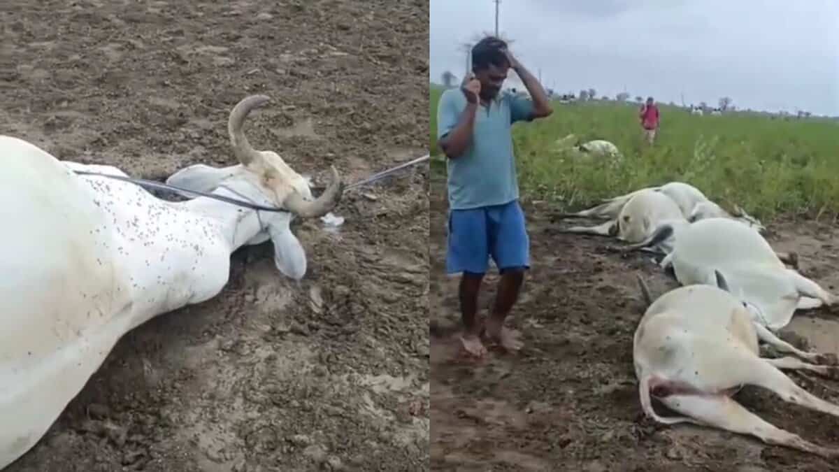 The images show eight bulls electrocuted in Brahmanapally village of Mahadevpur mandal in Jayashankar Bhupalapalli district as 33 KV wire snaps and falls on the field on Thursday, May 22, 2025.