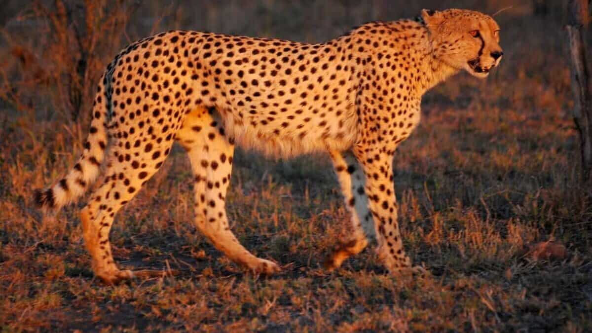 Cheetah